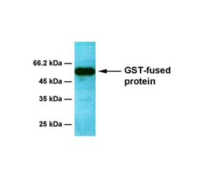 Western Blot - Anti-GST Antibody [6D5] (A254384) - Antibodies.com