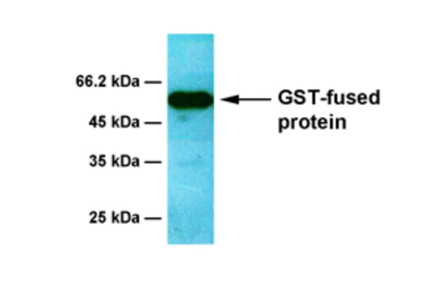 Western Blot - Anti-GST Antibody [6D5] (A254384) - Antibodies.com