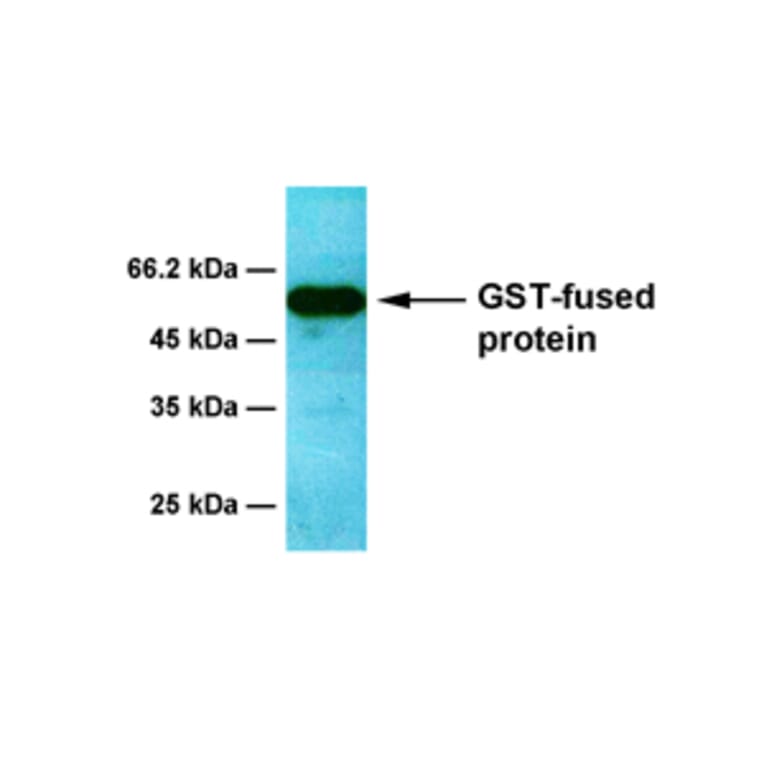 Western Blot - Anti-GST Antibody [6D5] (A254384) - Antibodies.com