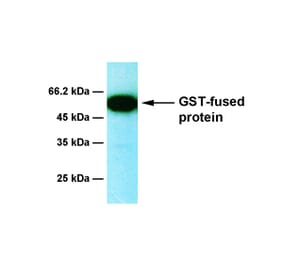 Western Blot - Anti-GST Antibody [2E5] (A254385) - Antibodies.com