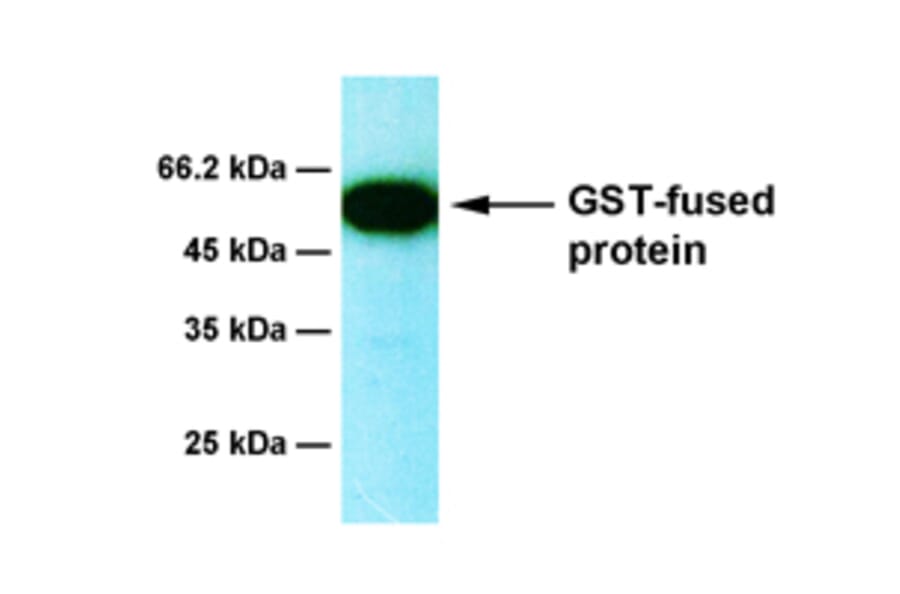 Western Blot - Anti-GST Antibody [2E5] (A254385) - Antibodies.com