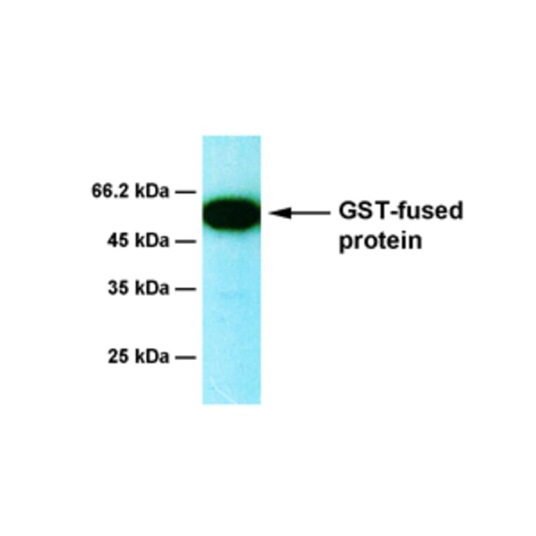 Western Blot - Anti-GST Antibody [2E5] (A254385) - Antibodies.com