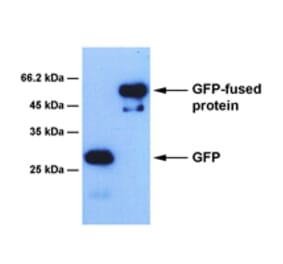 Western Blot - Anti-GFP Antibody [2D4] (A254386) - Antibodies.com