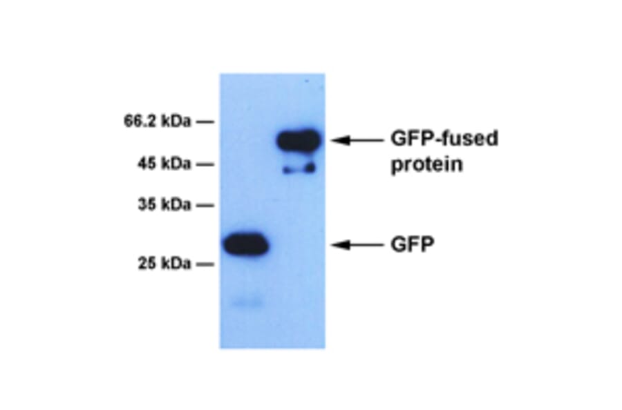 Western Blot - Anti-GFP Antibody [2D4] (A254386) - Antibodies.com