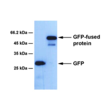 Western Blot - Anti-GFP Antibody [1E3] (A254387) - Antibodies.com