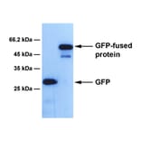 Western Blot - Anti-GFP Antibody [1E3] (A254387) - Antibodies.com