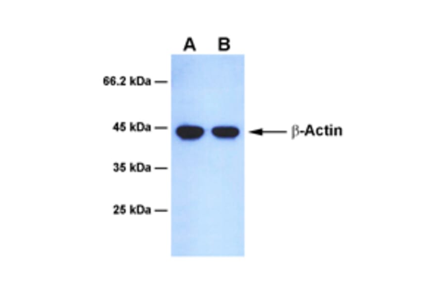 Western Blot - Anti-beta Actin Antibody [9G8] (A254388) - Antibodies.com