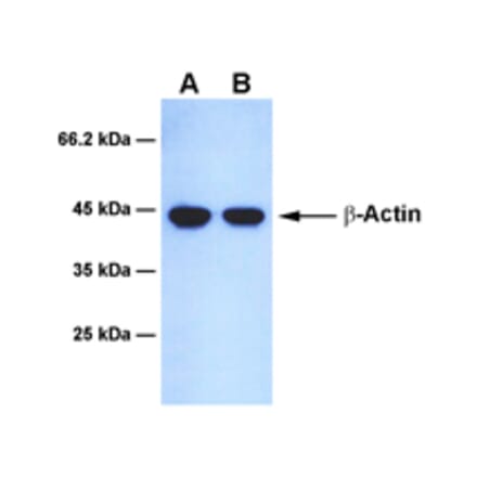 Western Blot - Anti-beta Actin Antibody [9G8] (A254388) - Antibodies.com