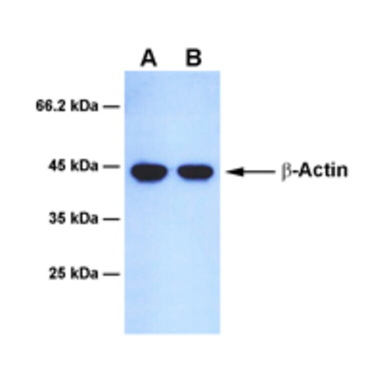 Western Blot - Anti-beta Actin Antibody [9G8] (A254388) - Antibodies.com