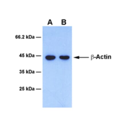 Western Blot - Anti-beta Actin Antibody [1D8] (A254389) - Antibodies.com