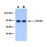 Western Blot - Anti-beta Actin Antibody [1D8] (A254389) - Antibodies.com
