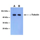 Western Blot - Anti-alpha Tubulin Antibody [1C7] (A254390) - Antibodies.com