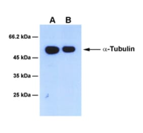 Western Blot - Anti-alpha Tubulin Antibody [2G6] (A254391) - Antibodies.com