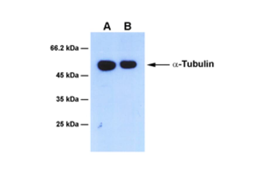 Western Blot - Anti-alpha Tubulin Antibody [2G6] (A254391) - Antibodies.com