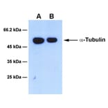 Western Blot - Anti-alpha Tubulin Antibody [2G6] (A254391) - Antibodies.com