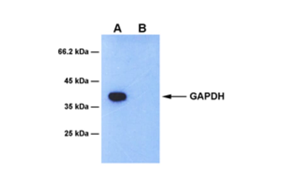 Western Blot - Anti-GAPDH Antibody [4B6] (A254394) - Antibodies.com