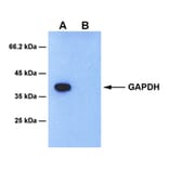 Western Blot - Anti-GAPDH Antibody [4B6] (A254394) - Antibodies.com