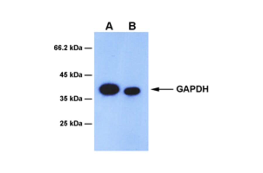 Western Blot - Anti-GAPDH Antibody [8F6] (A254395) - Antibodies.com
