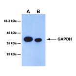 Western Blot - Anti-GAPDH Antibody [8F6] (A254395) - Antibodies.com