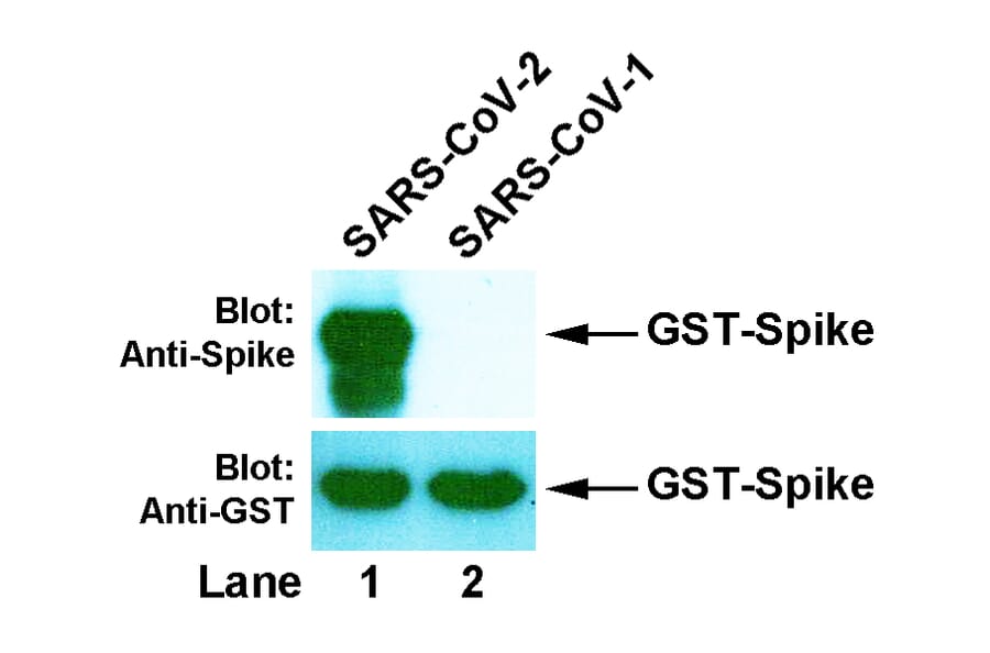 Western Blot - Anti-SARS-CoV-2 Spike Protein Antibody [4B9] (A254398) - Antibodies.com