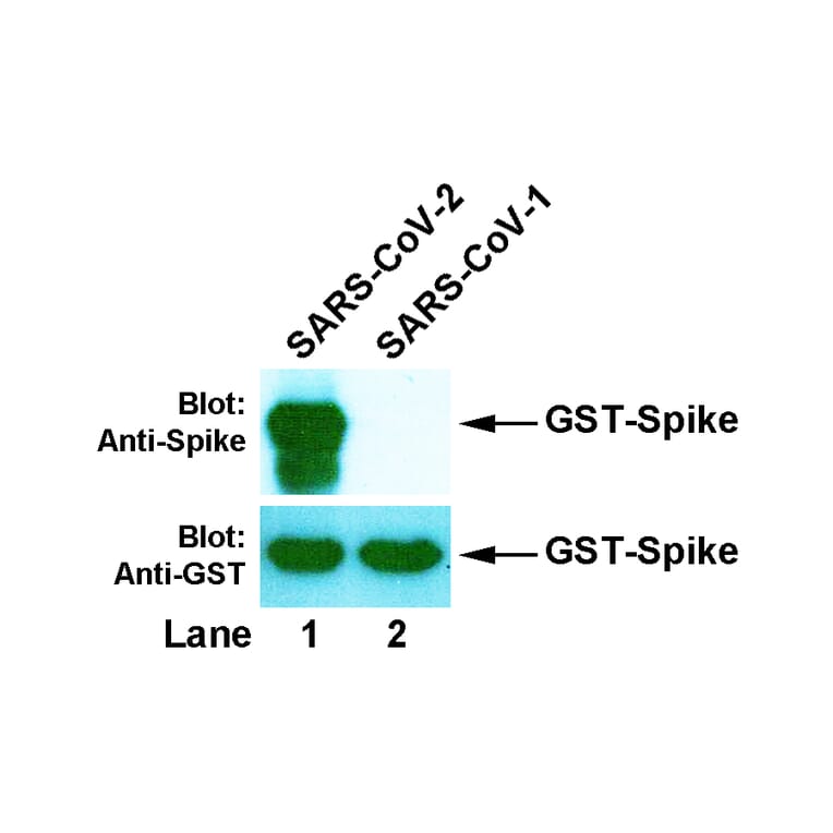 Western Blot - Anti-SARS-CoV-2 Spike Protein Antibody [4B9] (A254398) - Antibodies.com
