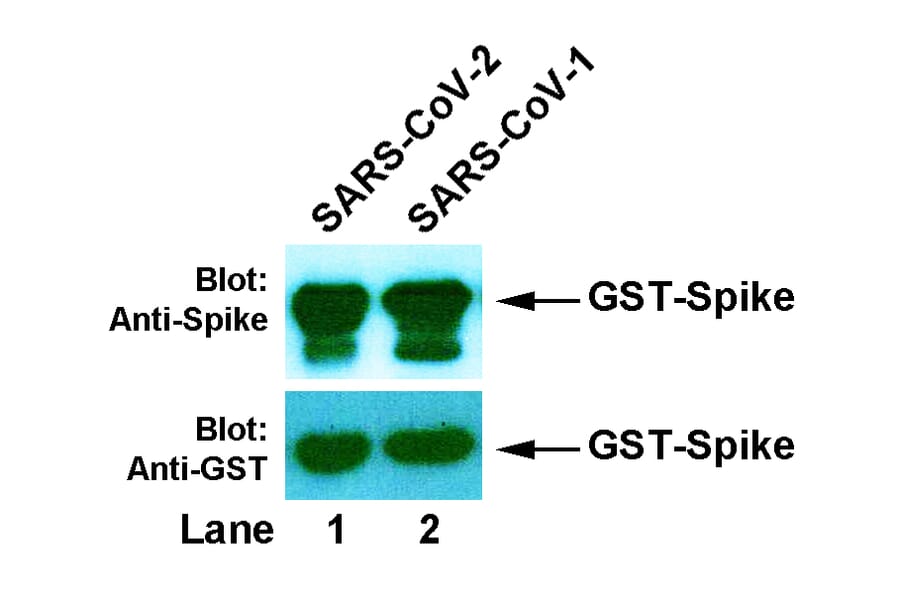 Western Blot - Anti-SARS-CoV-2 Spike Protein Antibody [2H11] (A254399) - Antibodies.com