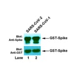 Western Blot - Anti-SARS-CoV-2 Spike Protein Antibody [2H11] (A254399) - Antibodies.com