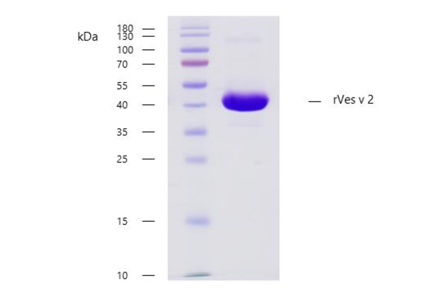 SDS PAGE - Recombinant Ves v 2 (2.0101) Protein (A254405) - Antibodies.com