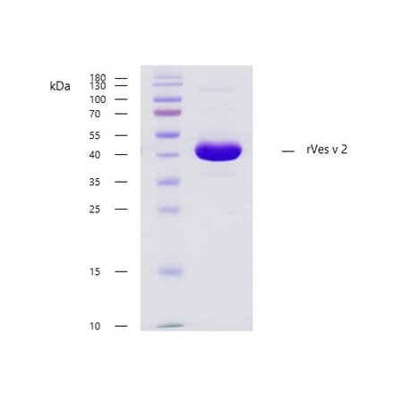 SDS PAGE - Recombinant Ves v 2 (2.0101) Protein (A254405) - Antibodies.com