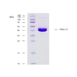 SDS PAGE - Recombinant Ves v 2 (2.0101) Protein (A254405) - Antibodies.com