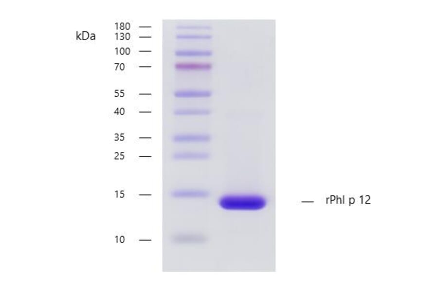 SDS PAGE - Recombinant Phl p 12 (12.0101) Protein (A254406) - Antibodies.com
