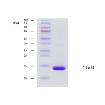 SDS PAGE - Recombinant Phl p 12 (12.0101) Protein (A254406) - Antibodies.com