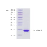 SDS PAGE - Recombinant Phl p 12 (12.0101) Protein (A254406) - Antibodies.com