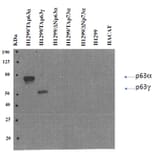 Western Blot - Anti-p63 Antibody [TAp63-4.1] (A254413) - Antibodies.com