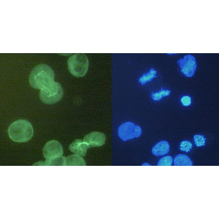 Immunocytochemistry - Anti-alpha Tubulin Antibody [YOL1/34] (A254435) - Antibodies.com