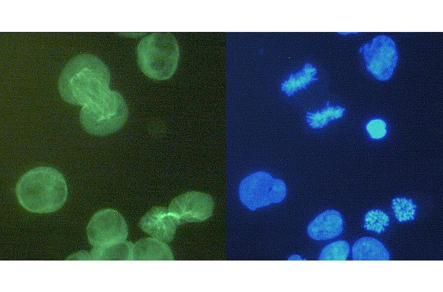 ICC - Anti-alpha Tubulin Antibody [YOL1/34] (A254436)