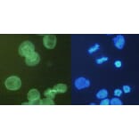 ICC - Anti-alpha Tubulin Antibody [YOL1/34] (A254436)