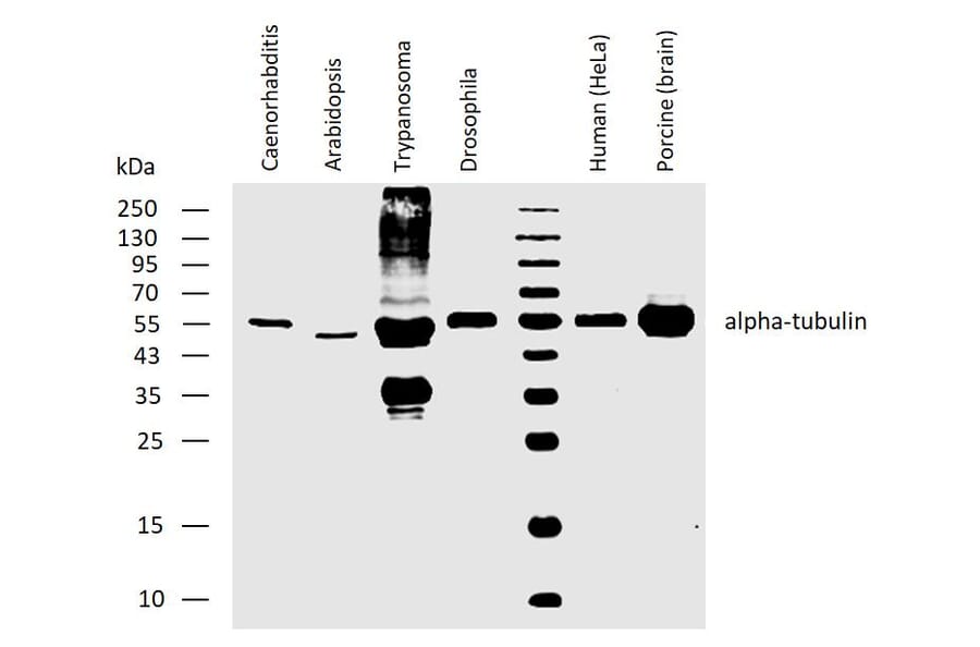WB - Anti-alpha Tubulin Antibody [YOL1/34] (A254436)