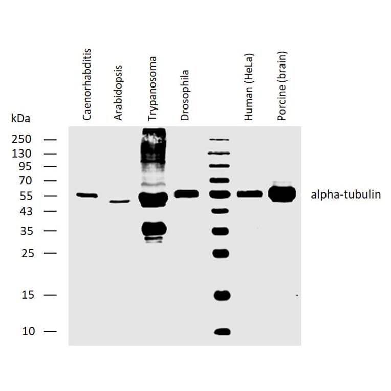 WB - Anti-alpha Tubulin Antibody [YOL1/34] (A254436)