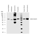 WB - Anti-alpha Tubulin Antibody [YOL1/34] (A254436)
