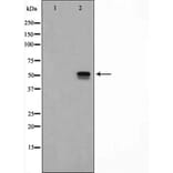 Validation Data - Anti-ETV4 Antibody (A254794)
