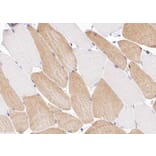 Validation Data - Anti-Collagen XII alpha 1 Antibody (A255003)