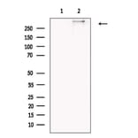 Validation Data - Anti-Collagen XII alpha 1 Antibody (A255003)