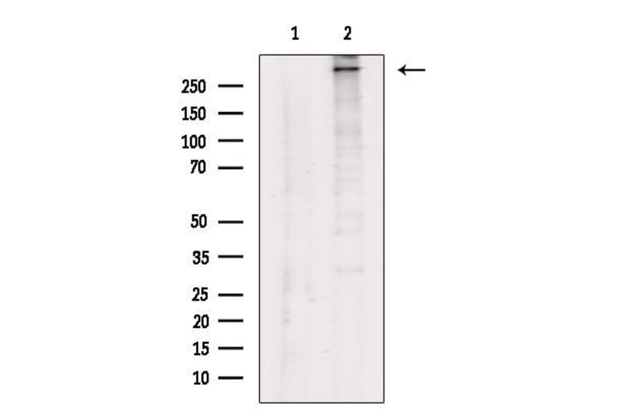 Validation Data - Anti-Collagen XII alpha 1 Antibody (A255003)