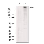 Validation Data - Anti-Collagen XII alpha 1 Antibody (A255003)