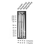 Validation Data - Anti-p70 S6 Kinase (phospho Thr252) Antibody (A255483)