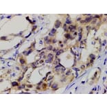 Validation Data - Anti-PI3K p85 alpha (phospho Tyr607) Antibody (A255498)