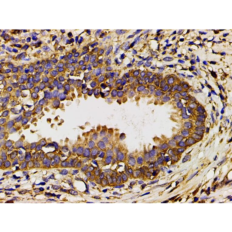 Validation Data - Anti-PI3K p85 alpha (phospho Tyr607) Antibody (A255498)