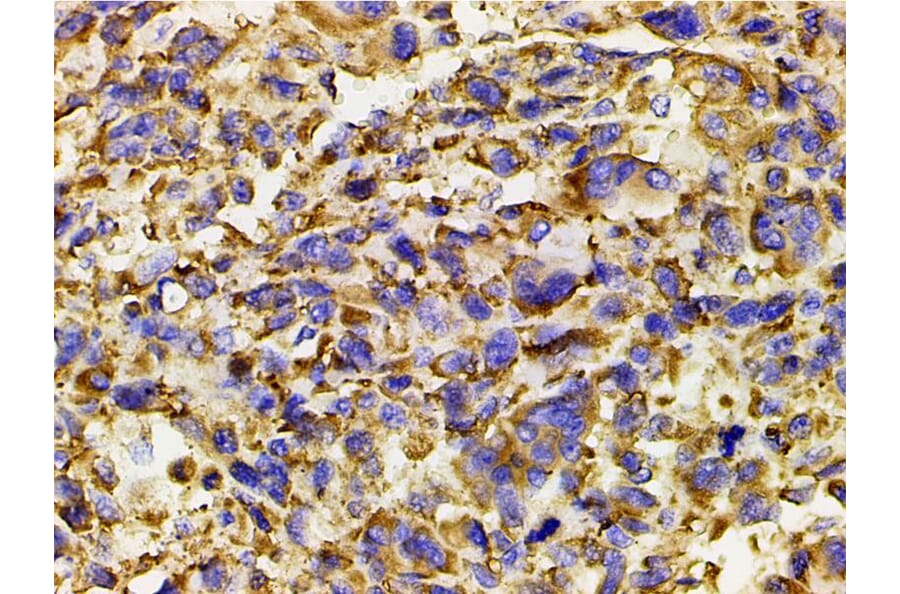 Validation Data - Anti-PI3K p85 alpha (phospho Tyr607) Antibody (A255498)