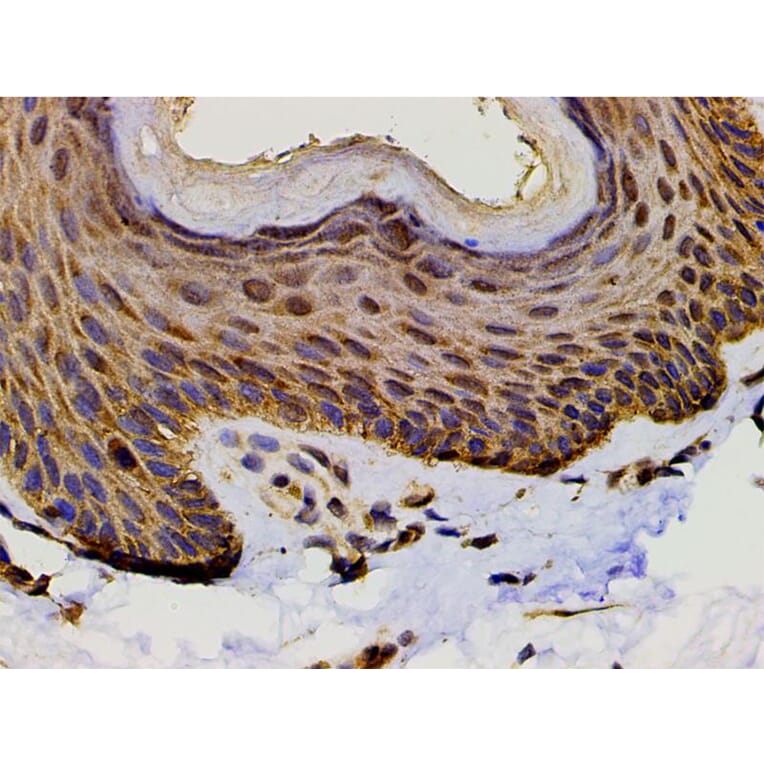 Validation Data - Anti-PI3K p85 alpha (phospho Tyr607) Antibody (A255498)